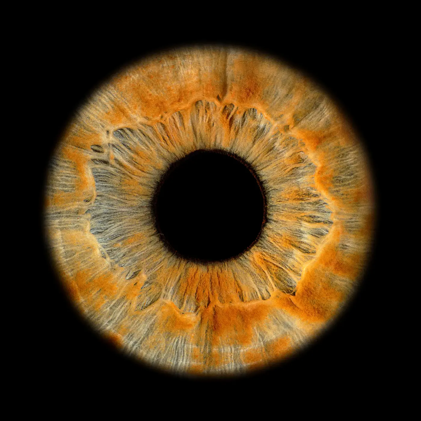 Iris artwork 1