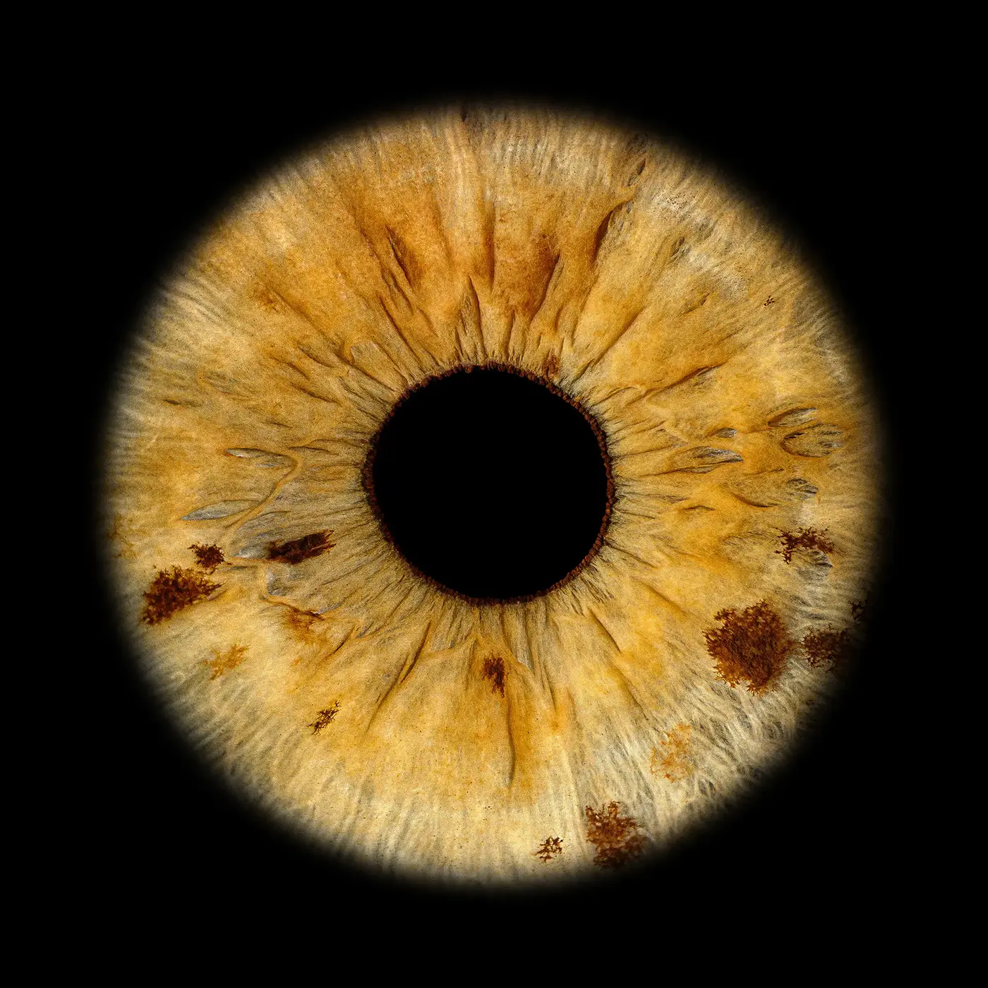 Iris artwork 2