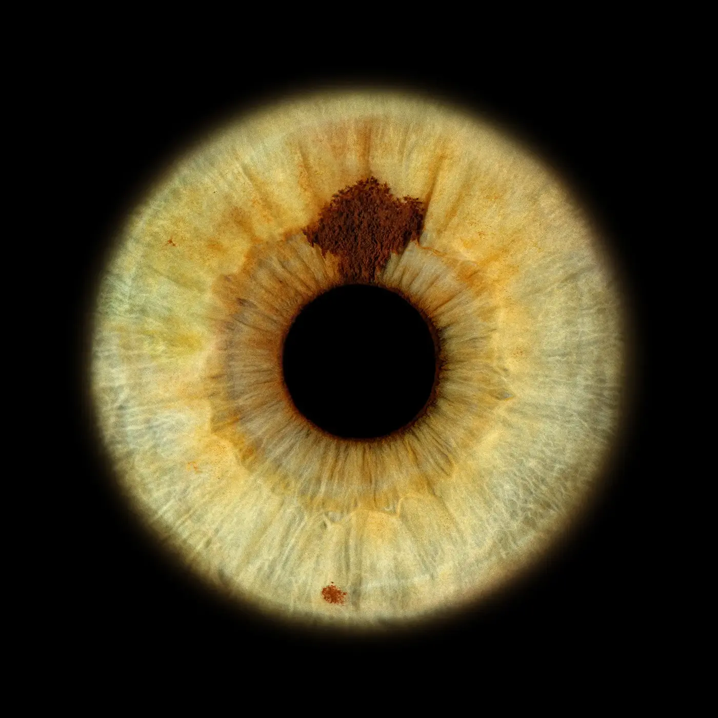 Iris artwork 3