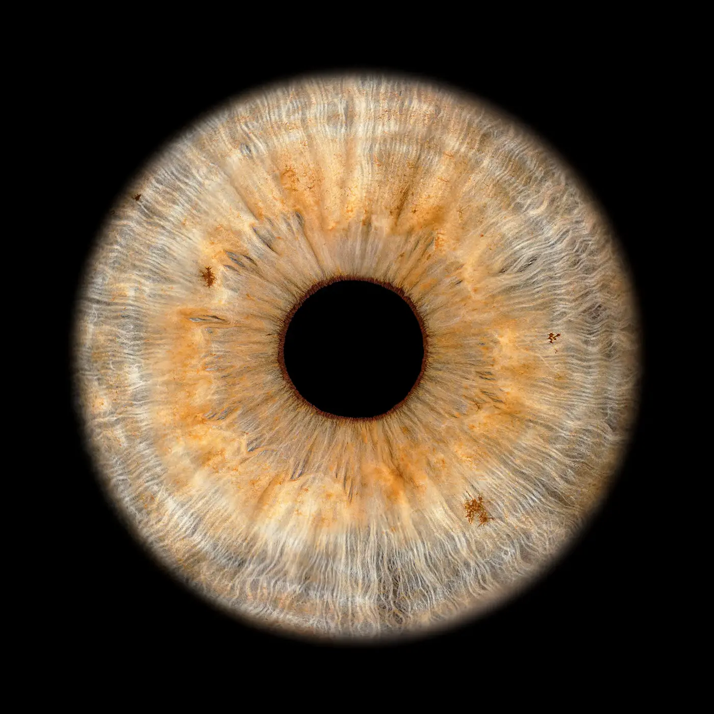 Iris artwork 4