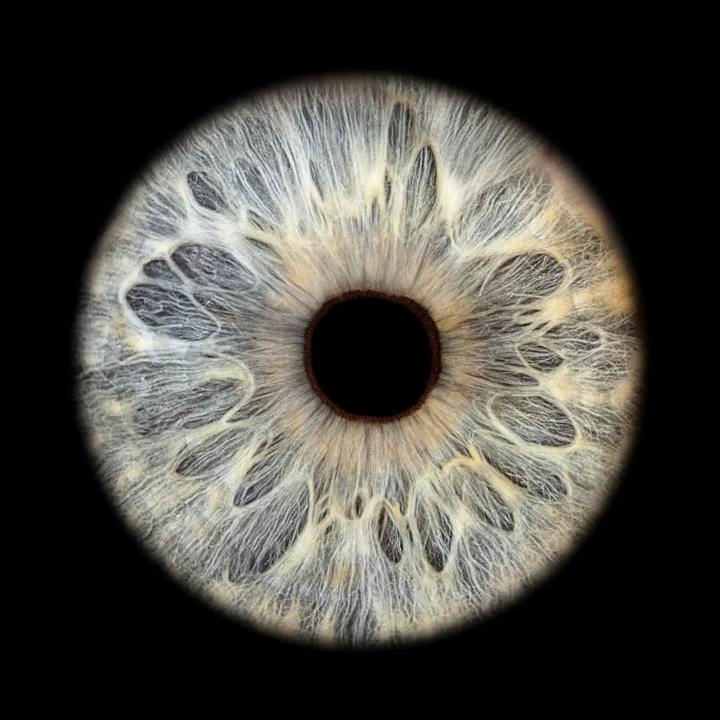 Iris artwork 5