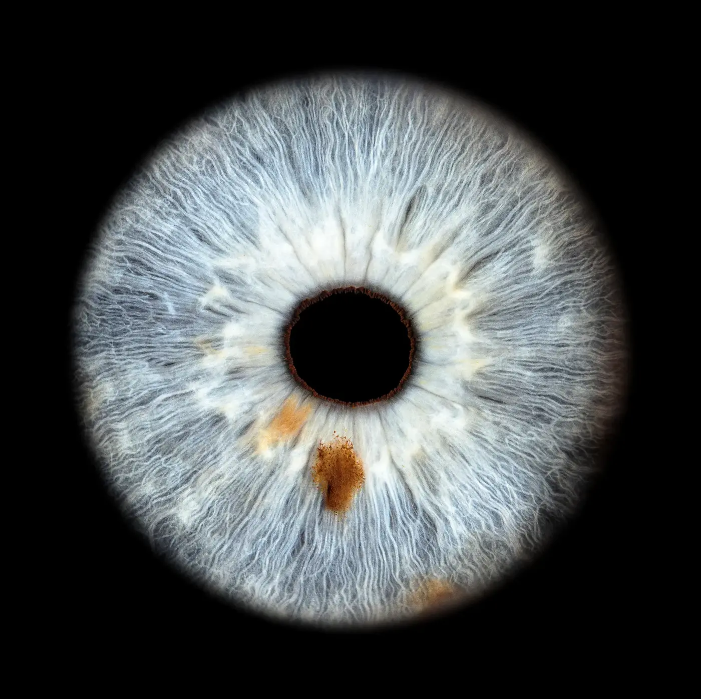 Iris artwork 6