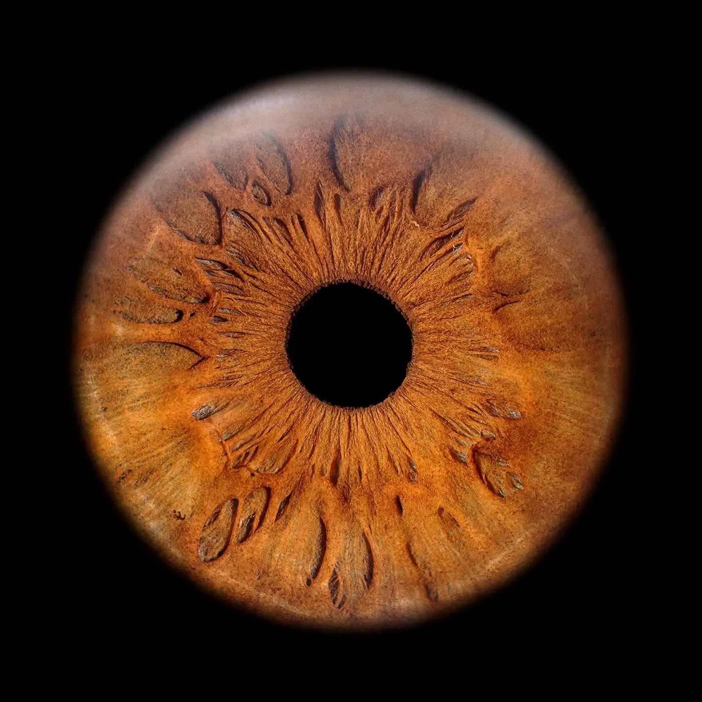 Iris artwork 7